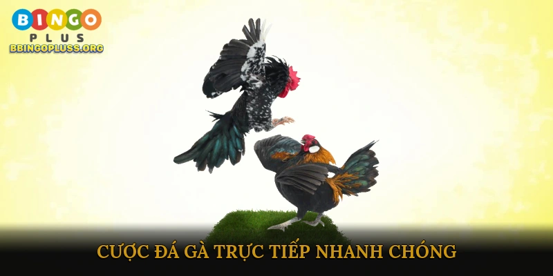 Cược đá gà trực tiếp nhanh chóng