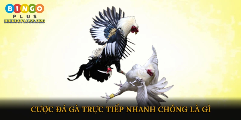 Cược đá gà trực tiếp nhanh chóng