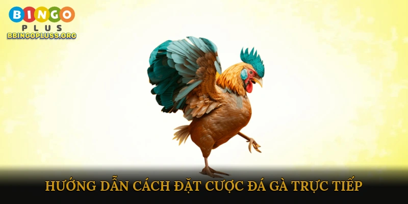 Cược đá gà trực tiếp nhanh chóng
