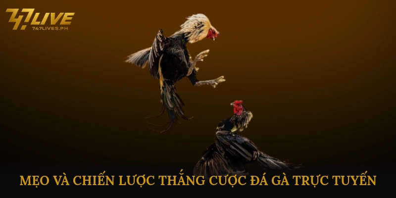 Đá gà trực tuyến ăn thưởng