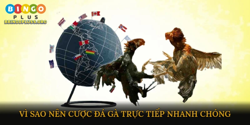 Cược đá gà trực tiếp nhanh chóng