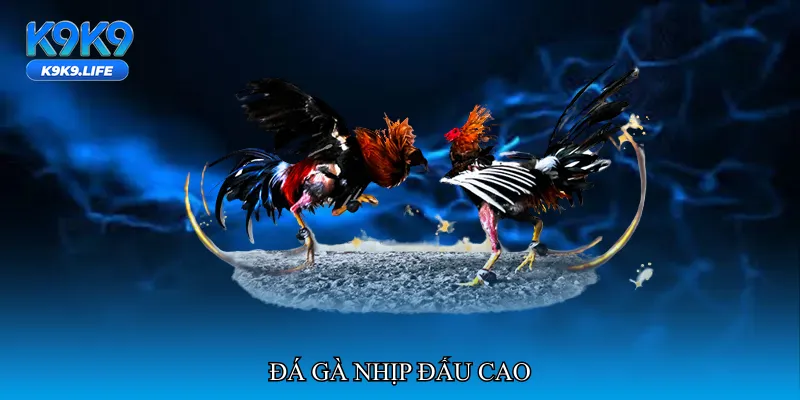 Đá gà nhịp đấu cao