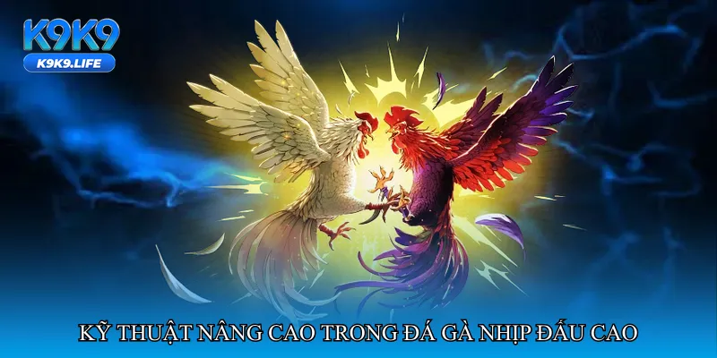 Đá gà nhịp đấu cao