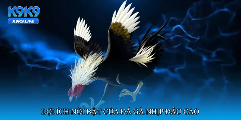 Đá gà nhịp đấu cao