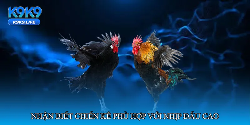 Đá gà nhịp đấu cao