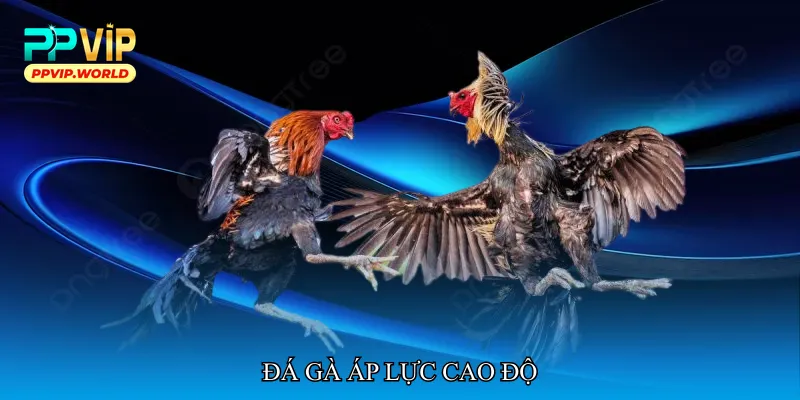 Đá gà áp lực cao độ