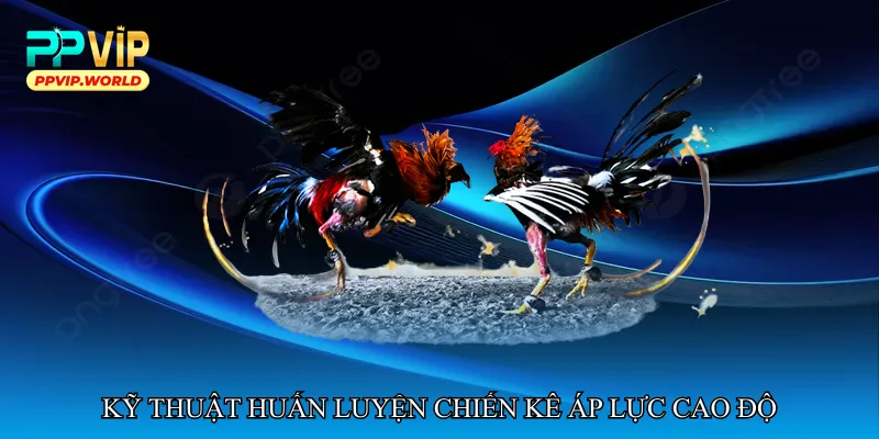 Đá gà áp lực cao độ