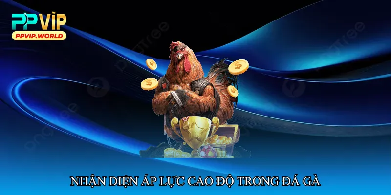 Đá gà áp lực cao độ